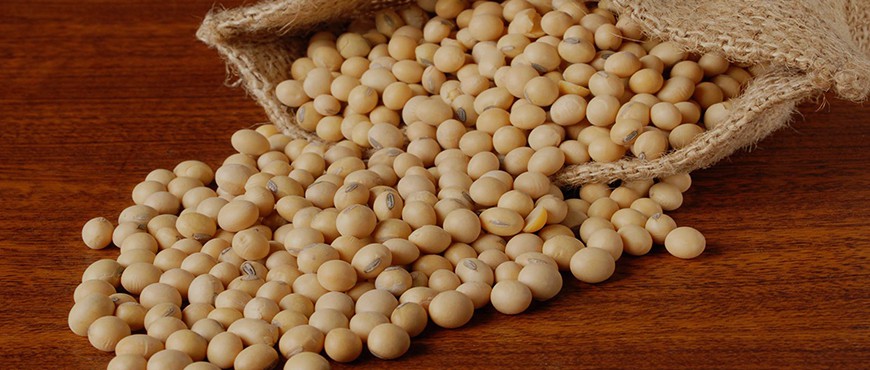 Organic Soybean Seeds